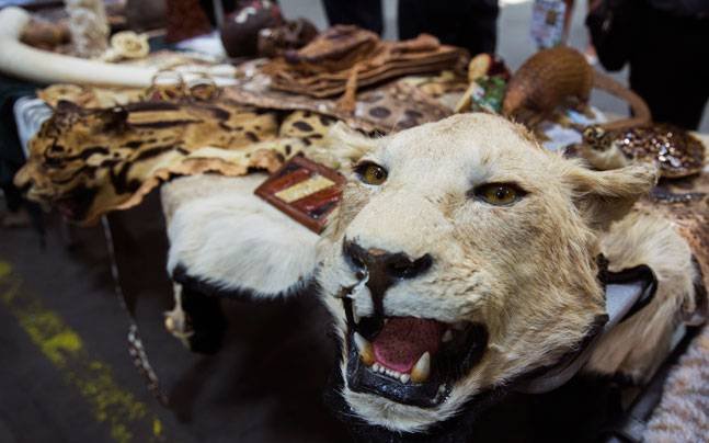13 Poachers Sentenced For 7 Years For Smuggling Pangolin, Turtles And Endangered Animals