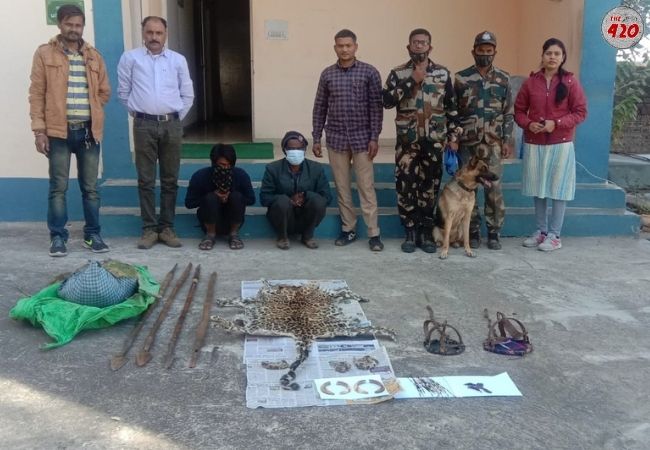 Two Poachers Arrested From Trapping And Stabbing A Leopard For Skin And Body Parts