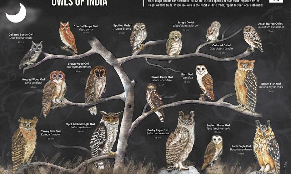 Traffic & WWF Launches New Identification Tools To Protect Owl